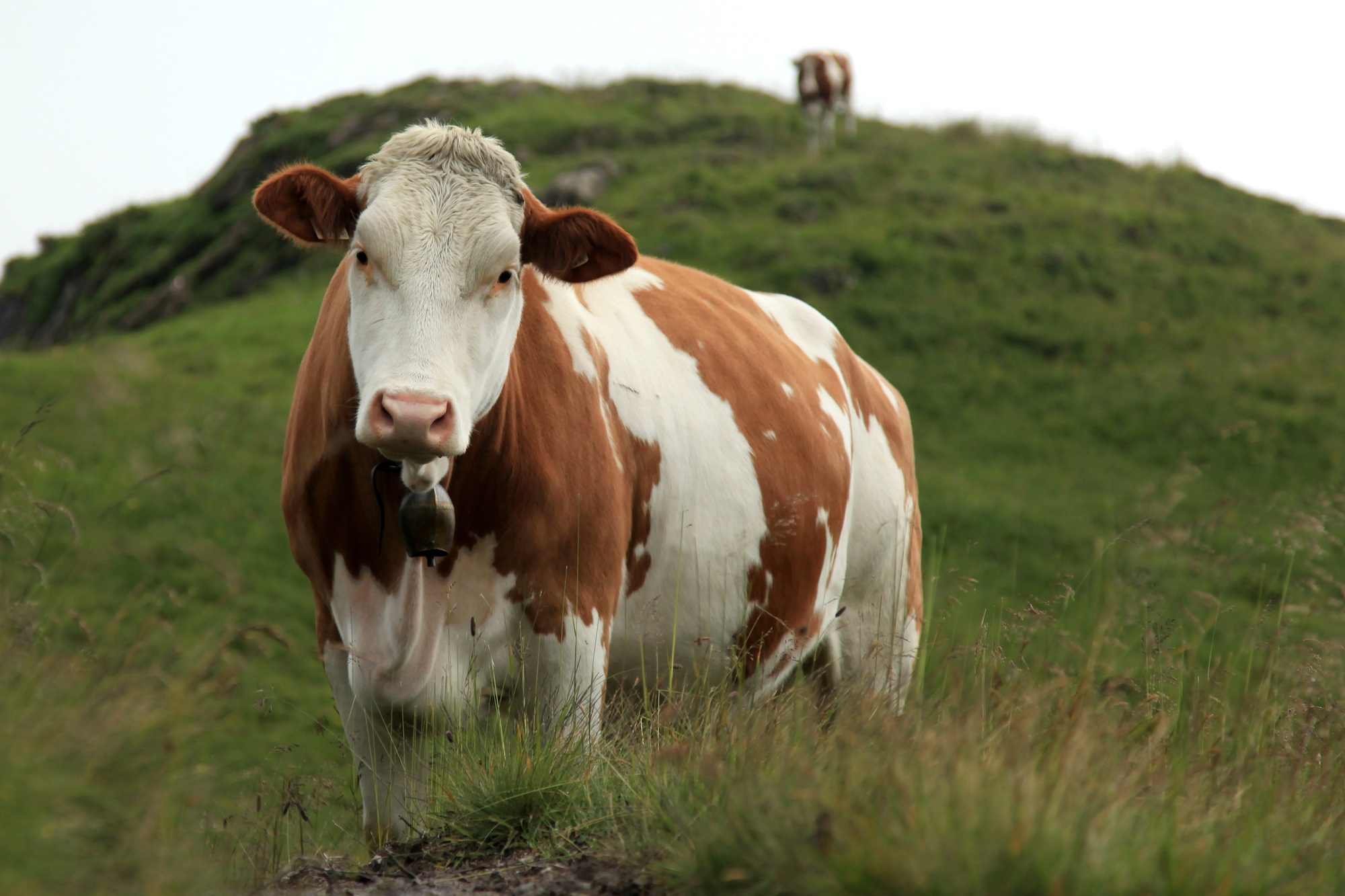 Cow in Austria