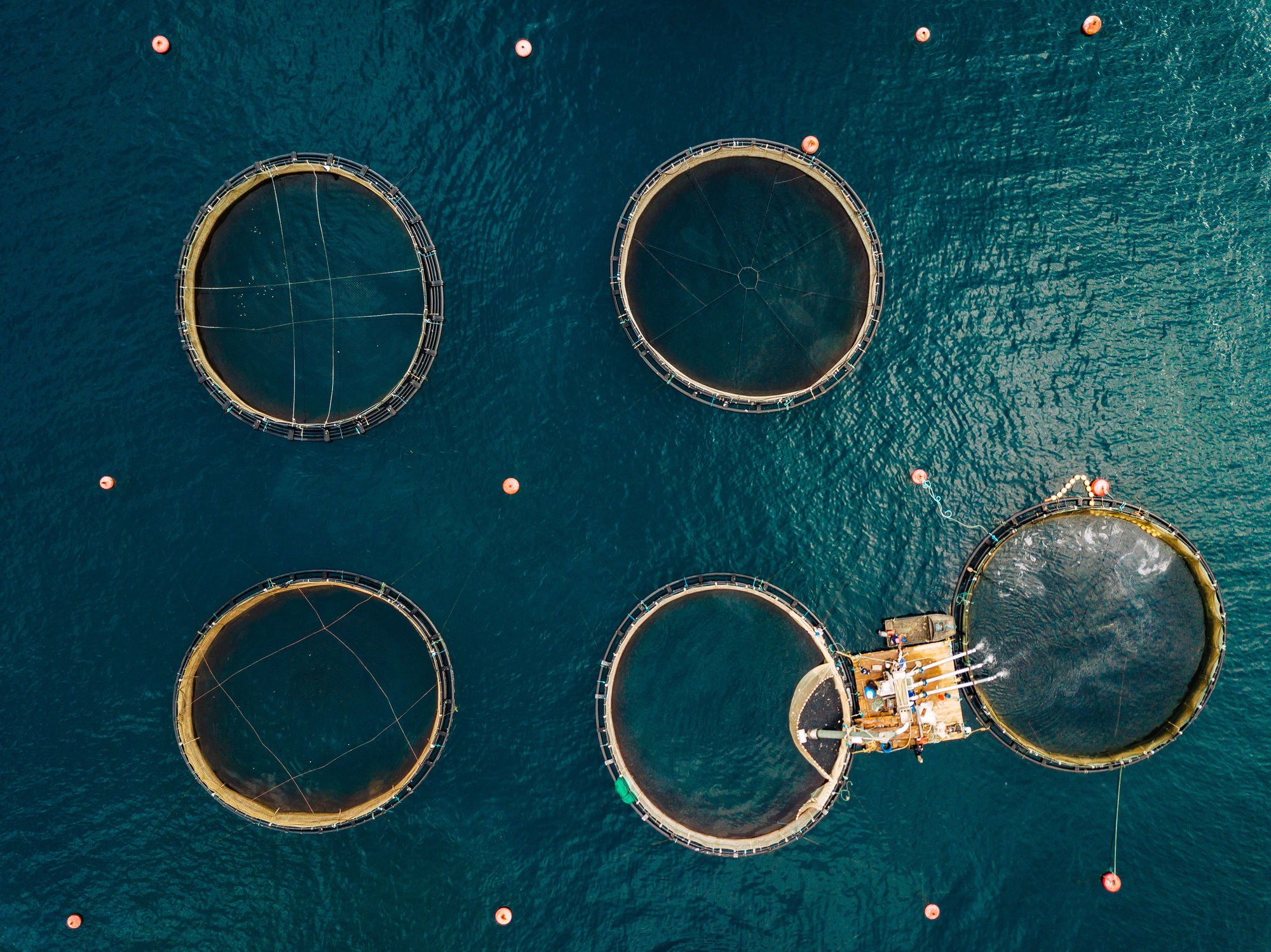 Salmon fish farm with floating cages. Aerial view